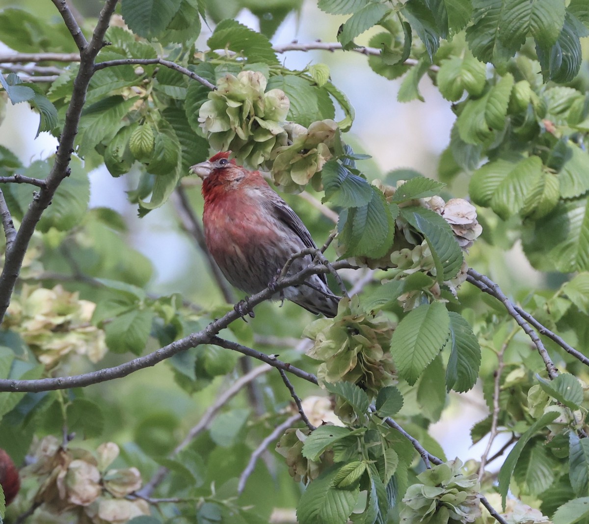 House Finch - Ross Sormani