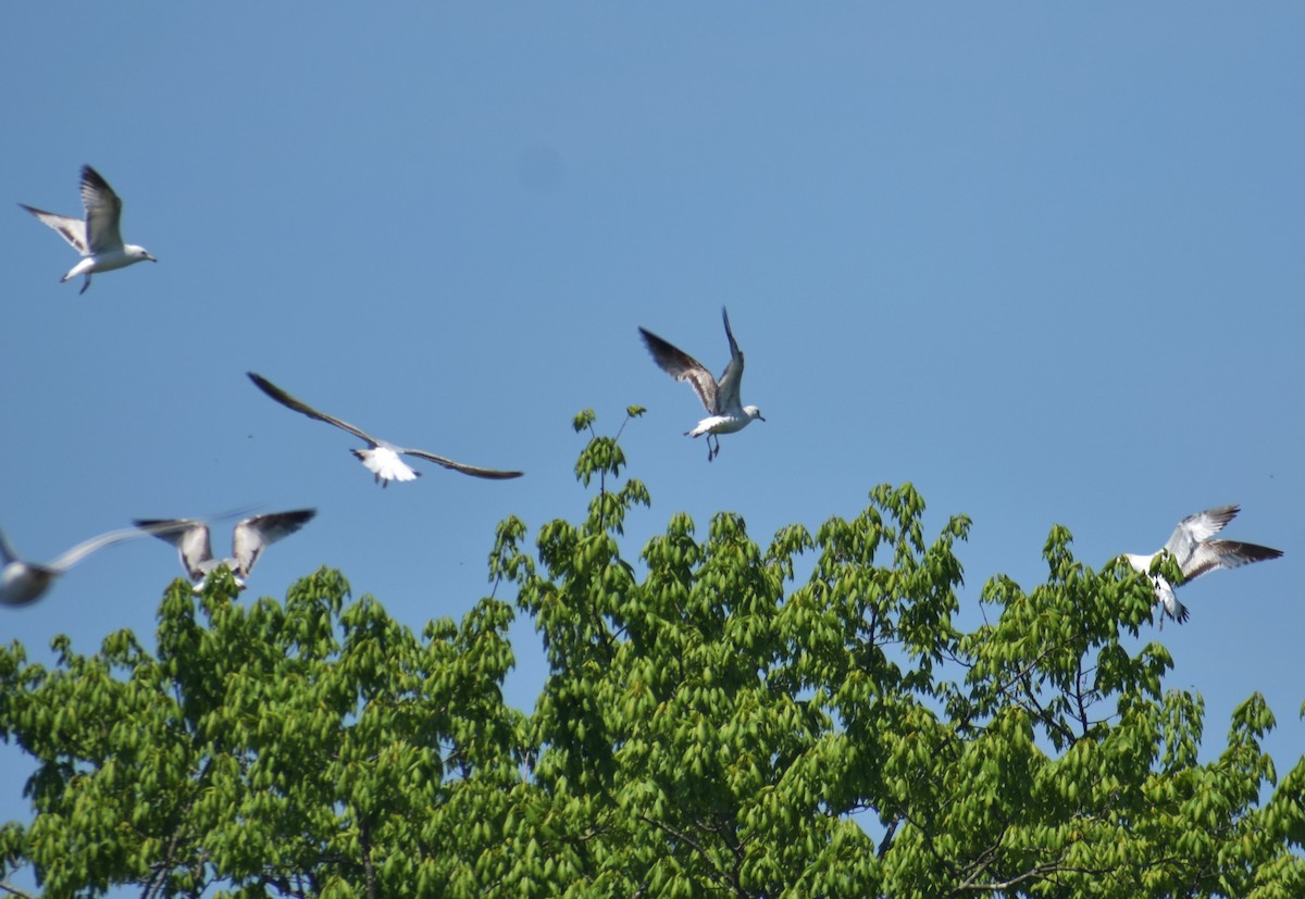 Ring-billed Gull - Michele Miller