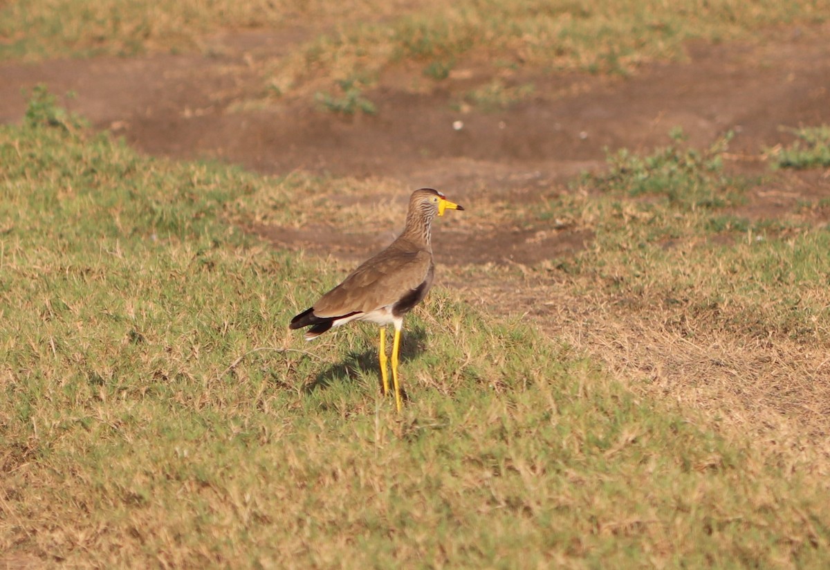 Wattled Lapwing - ML619617721