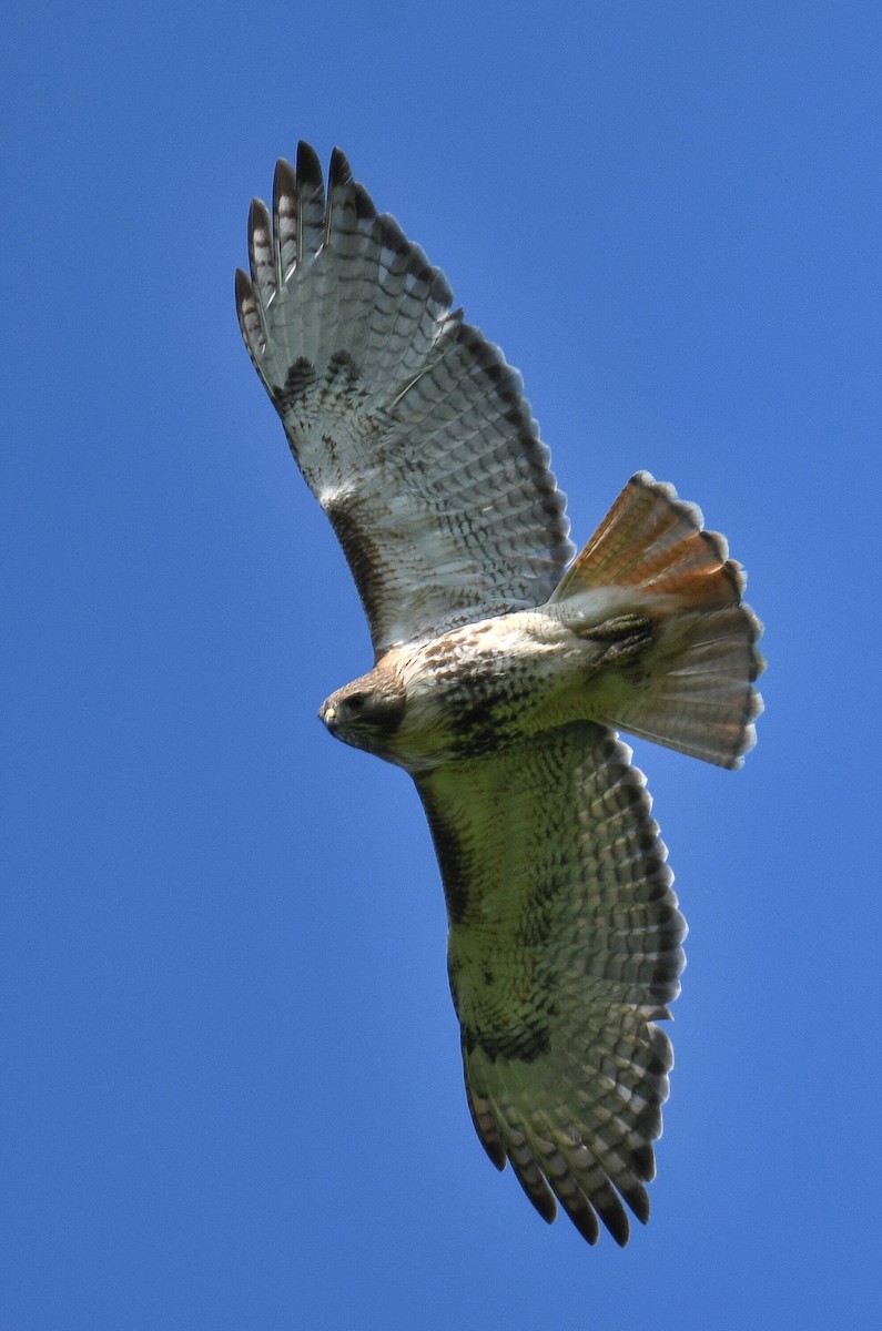 Red-tailed Hawk - BC Wilkes