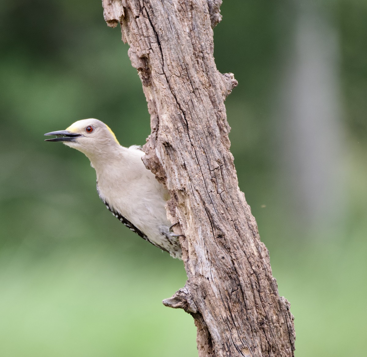 Golden-fronted Woodpecker - Pauline Yeckley