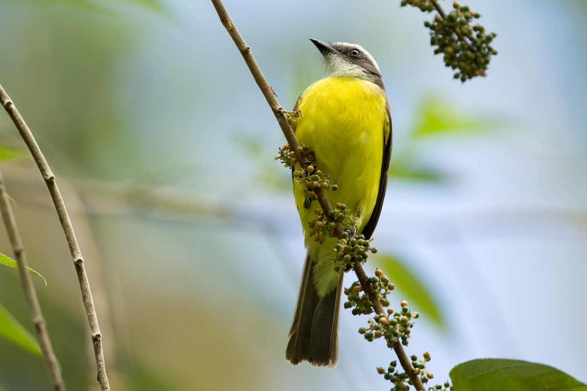 Gray-capped Flycatcher - Vic Hubbard