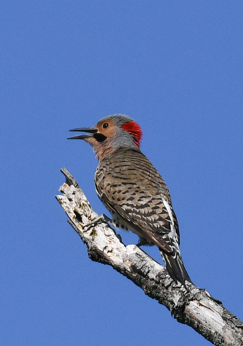 Northern Flicker - BC Wilkes