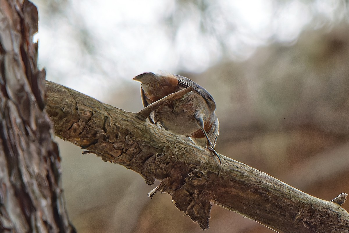 Krüper's Nuthatch - ML619617745