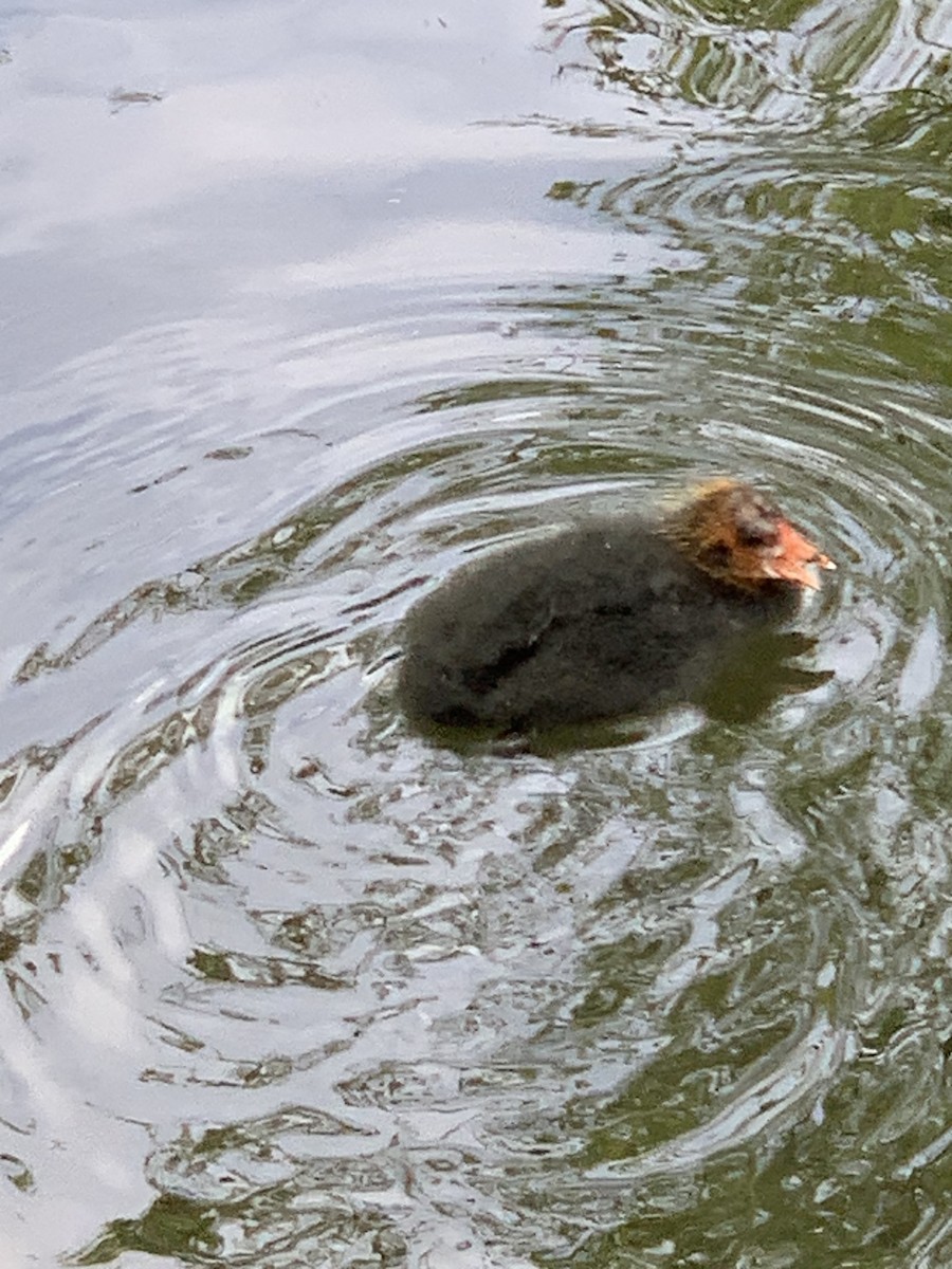 Eurasian Coot - The Bird kid