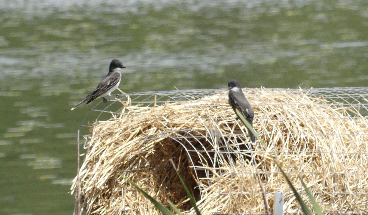 Eastern Kingbird - Marie Grenon