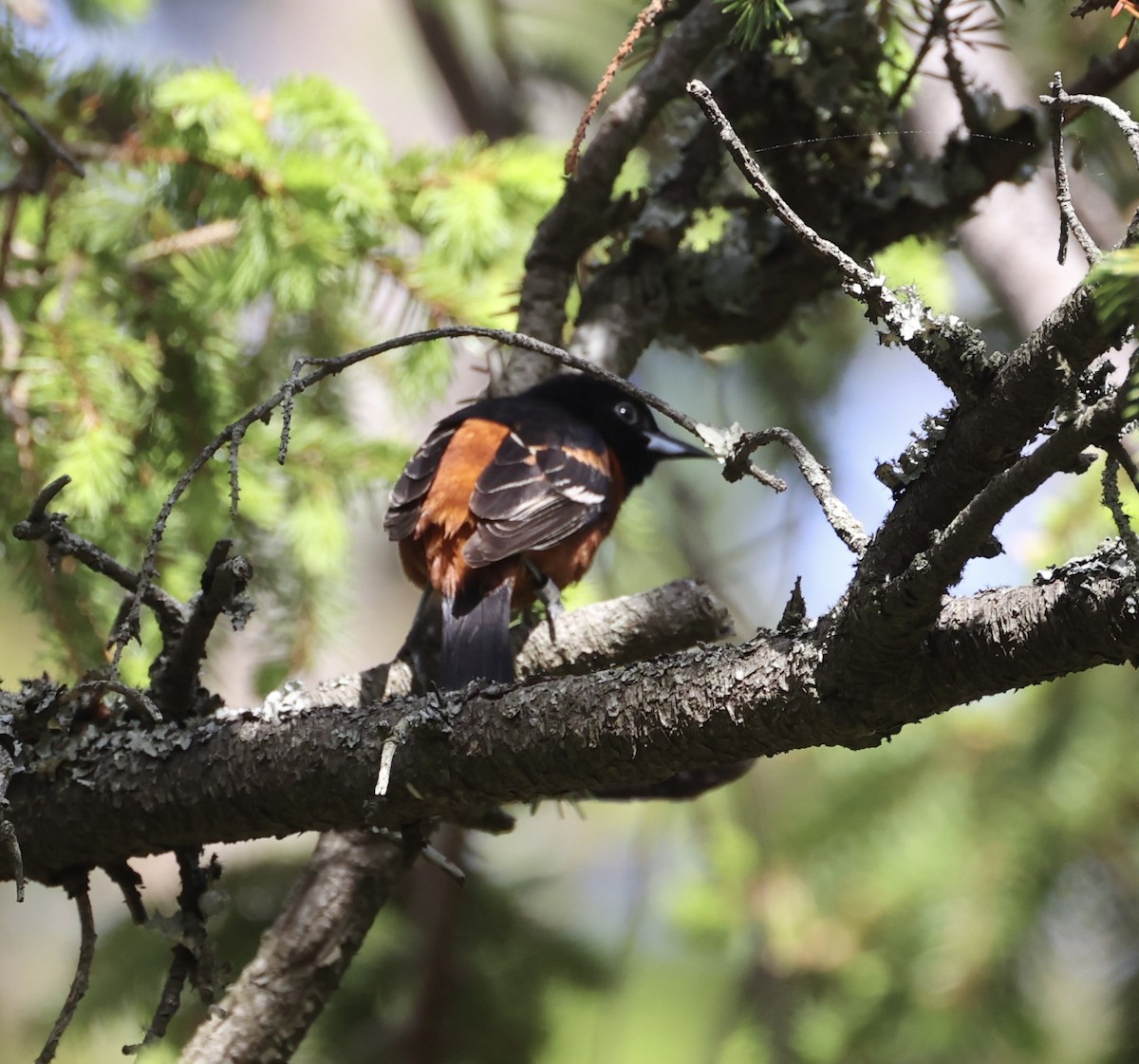 Orchard Oriole - Ross Sormani