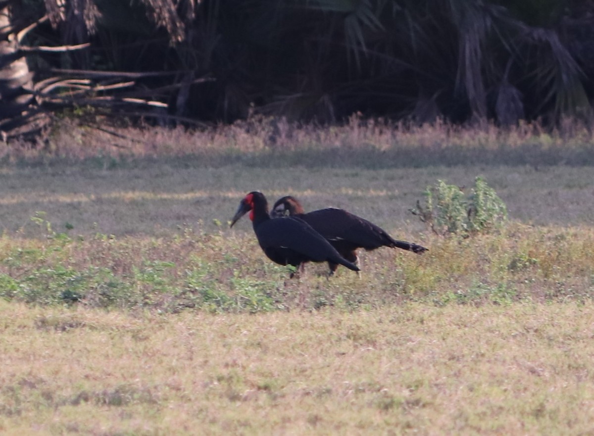 Southern Ground-Hornbill - ML619617757