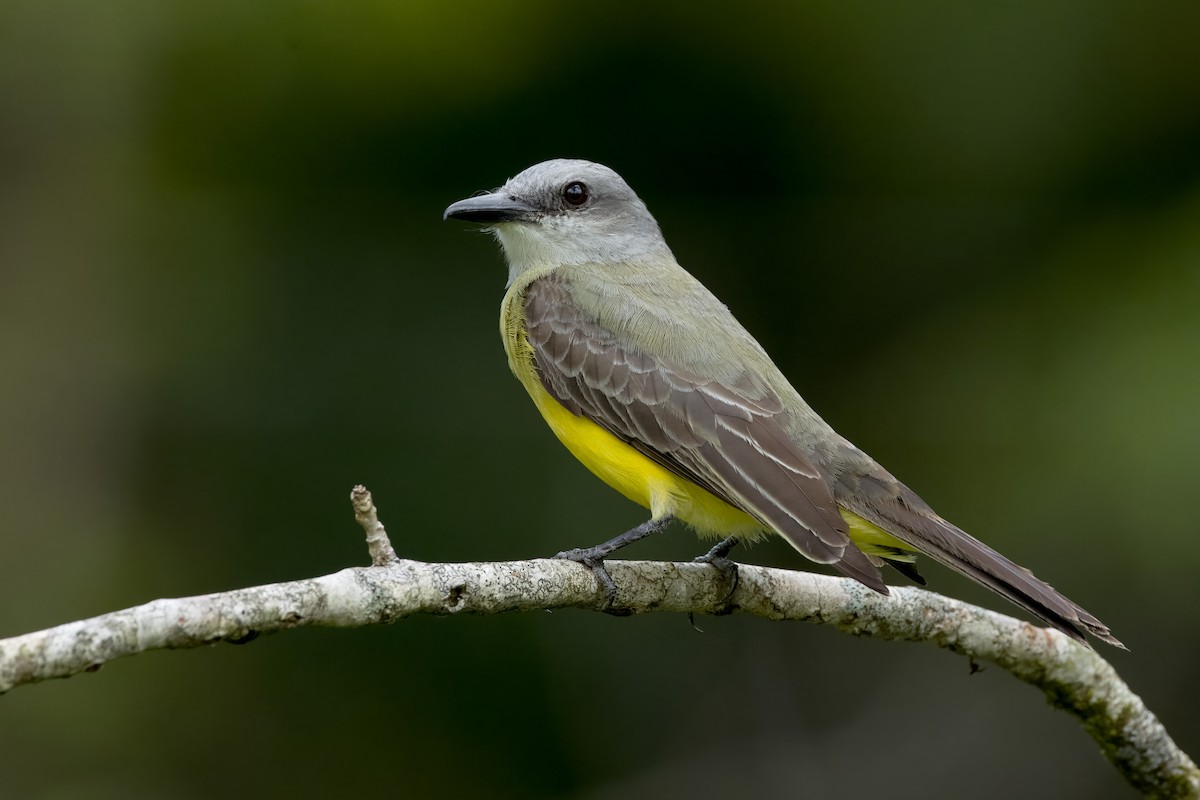 Tropical Kingbird - Vic Hubbard