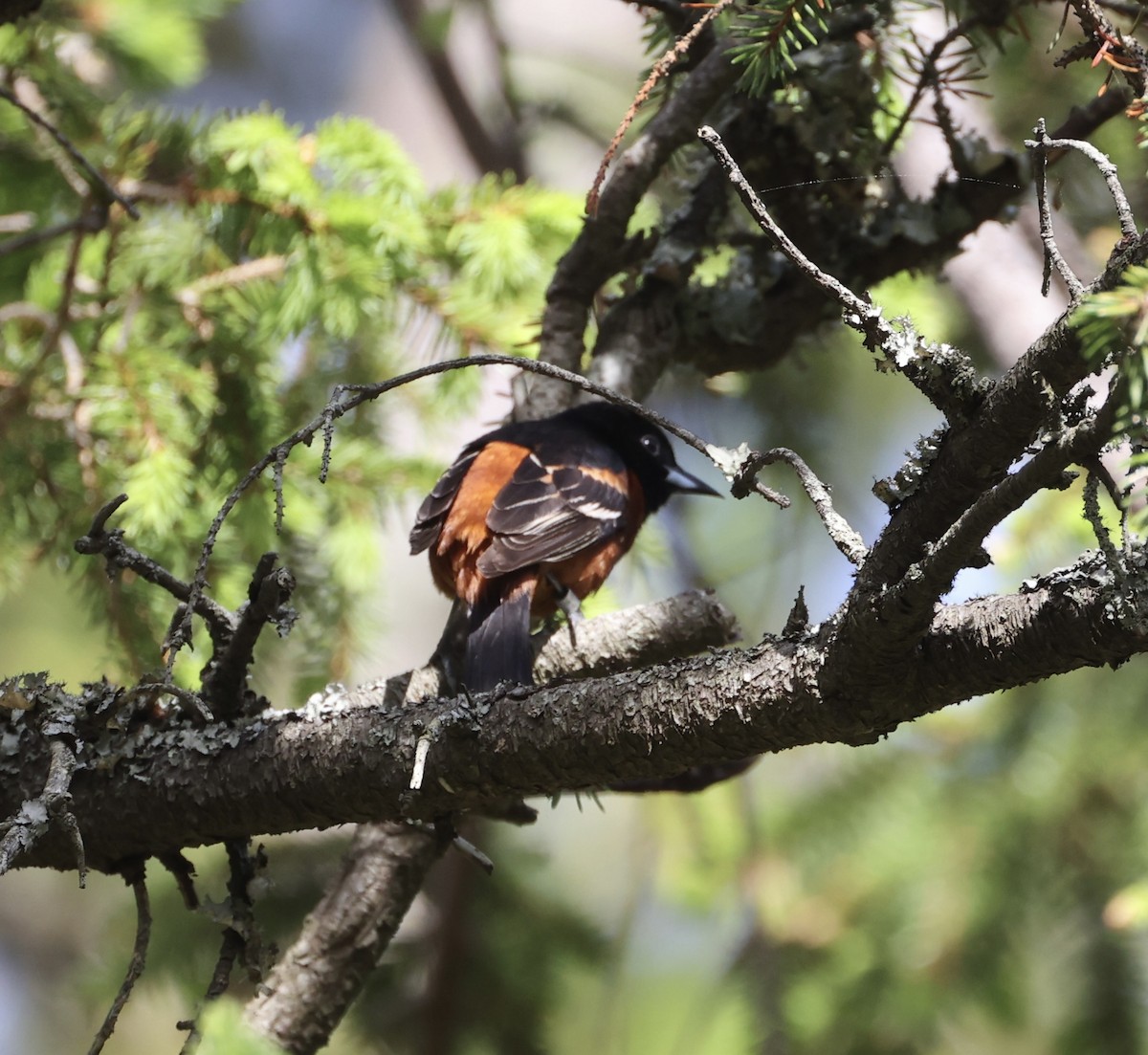 Orchard Oriole - Ross Sormani