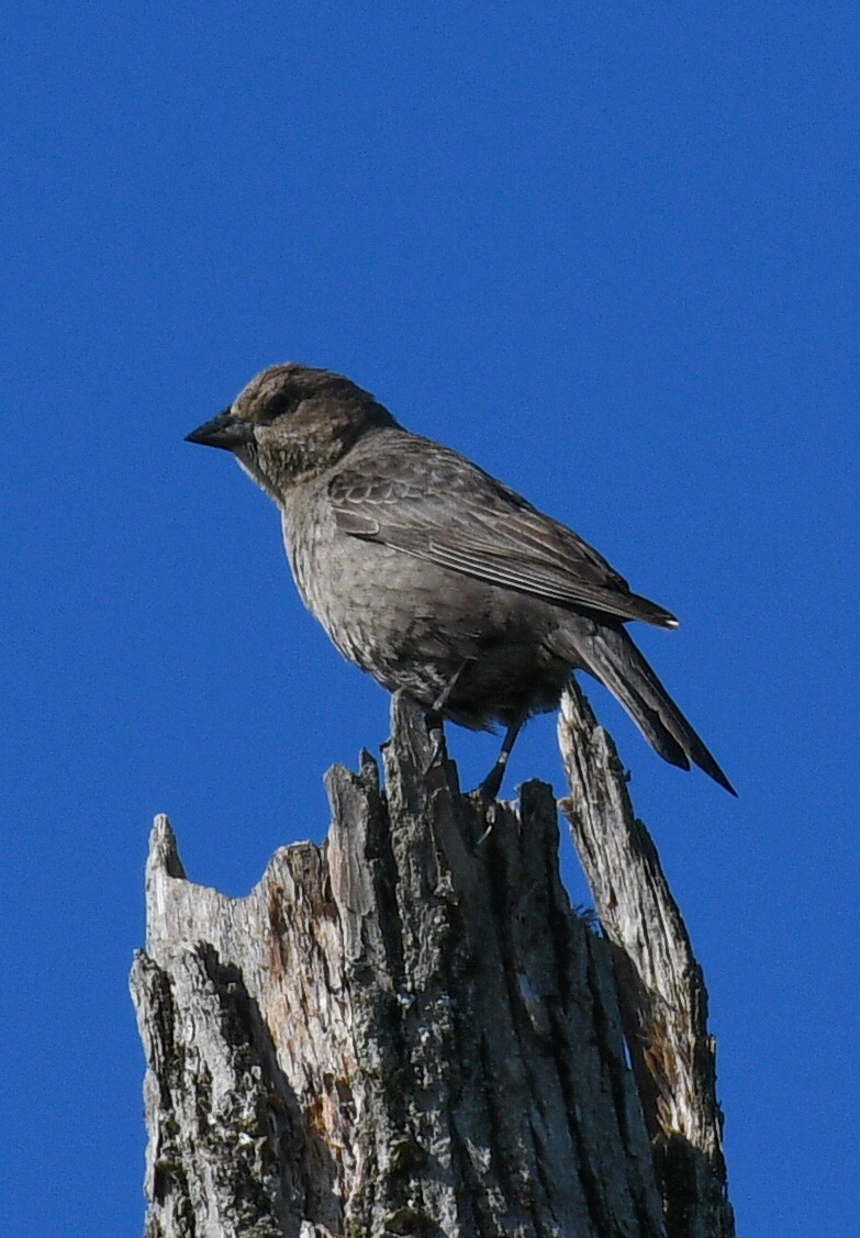 Brown-headed Cowbird - BC Wilkes