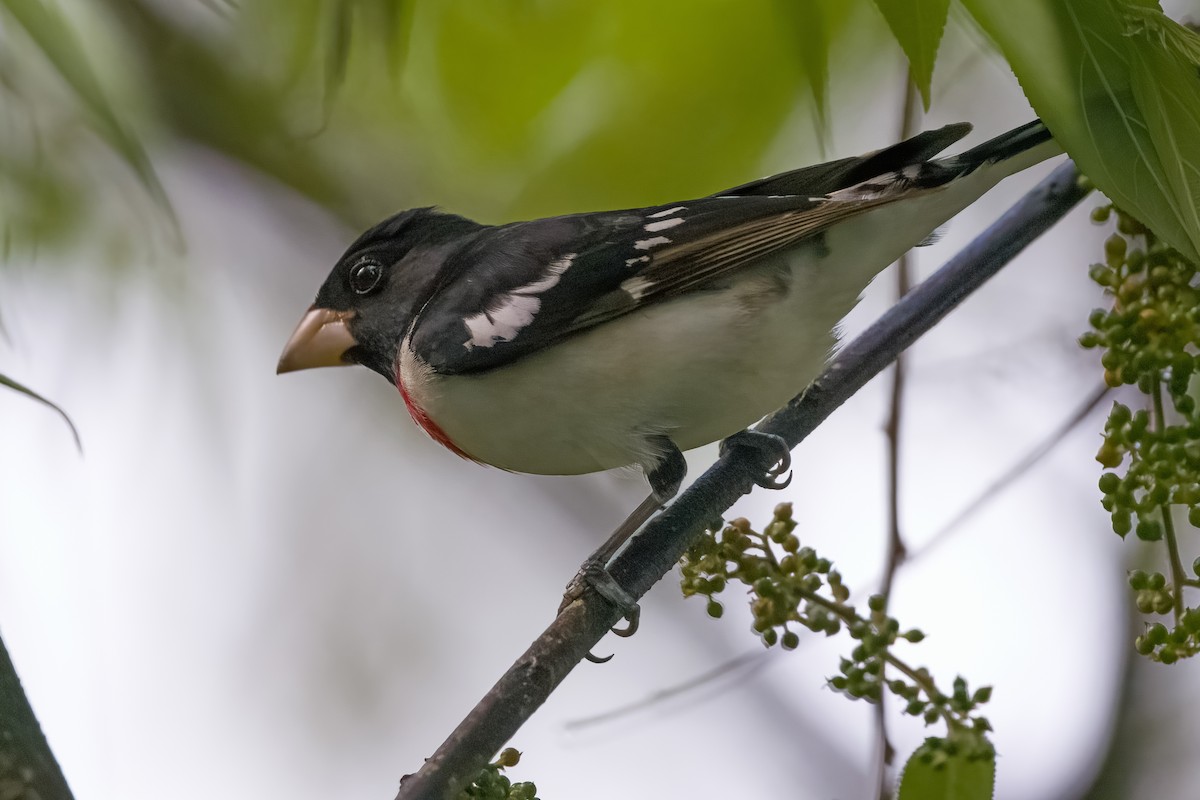 Rose-breasted Grosbeak - Vic Hubbard