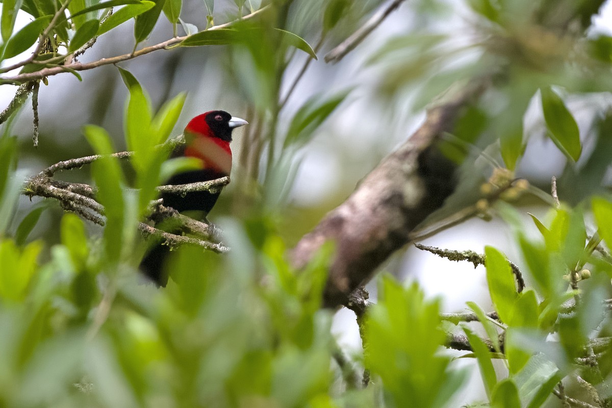 Crimson-collared Tanager - Vic Hubbard