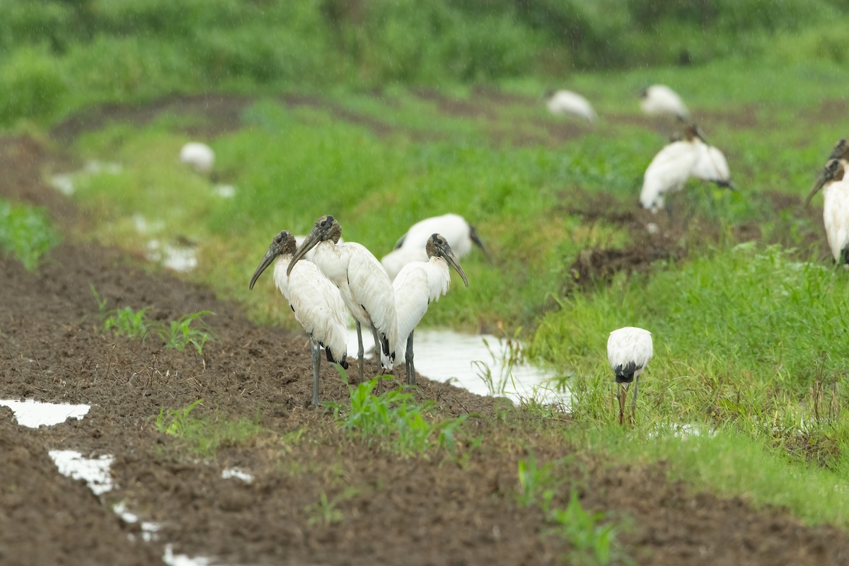 Wood Stork - Jhonathan Miranda - Wandering Venezuela Birding Expeditions