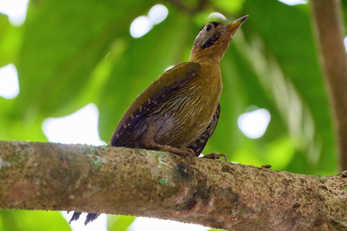 Laced Woodpecker - Yuh Woei Chong