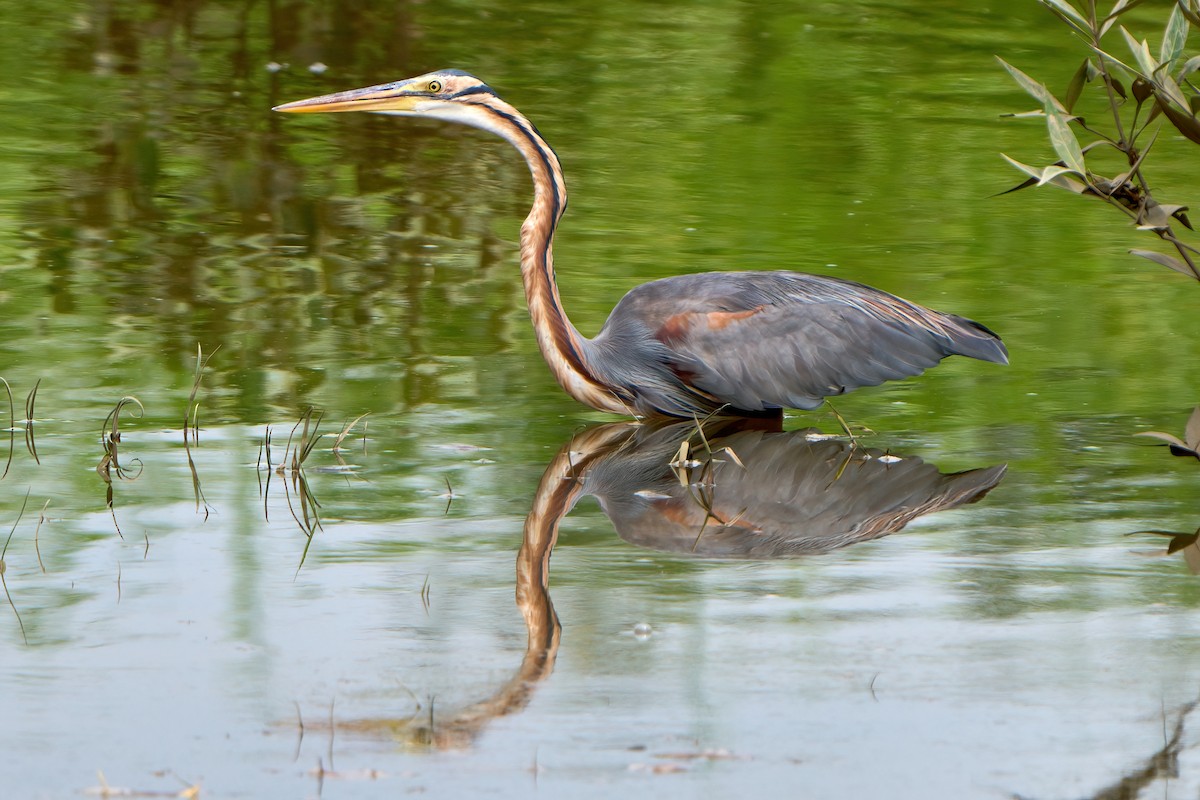 Purple Heron - Yuh Woei Chong