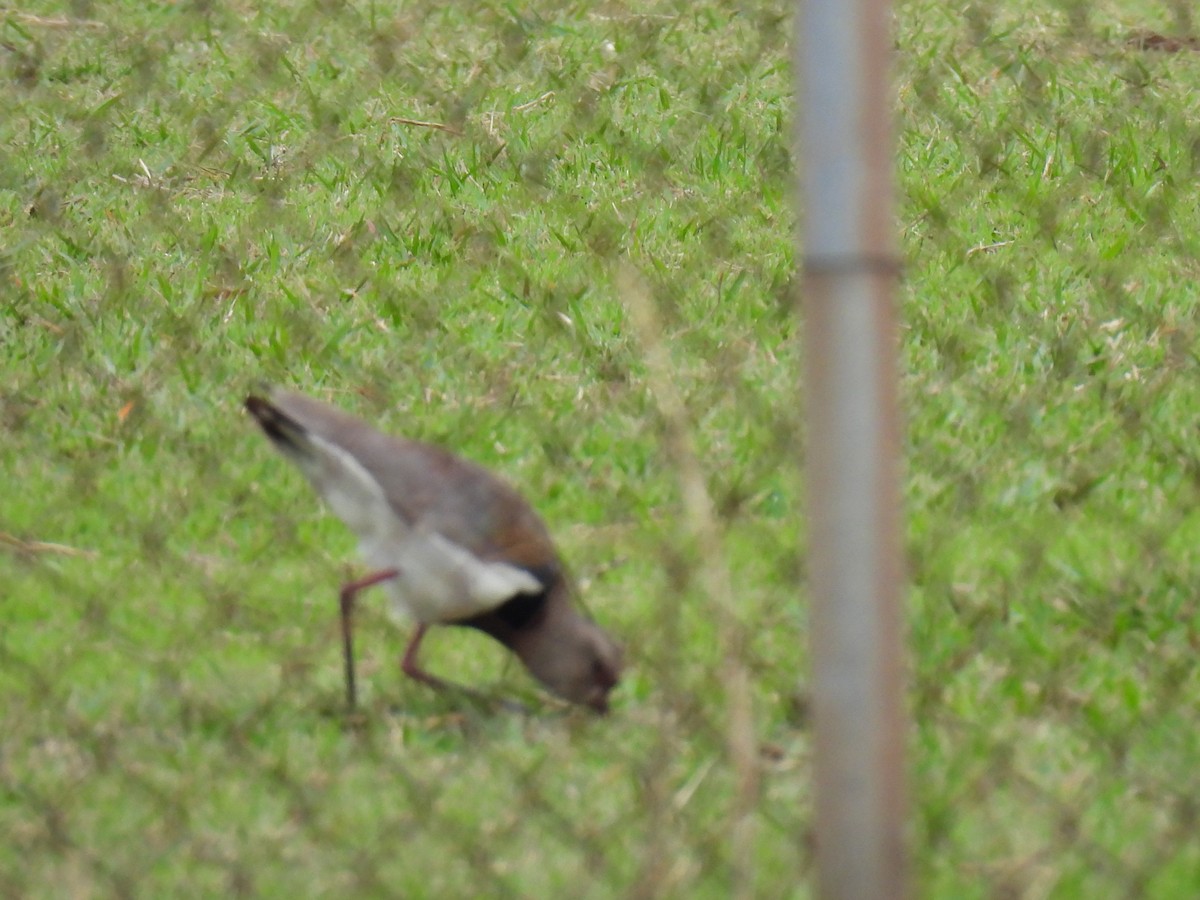 Southern Lapwing - Rosana Cangello