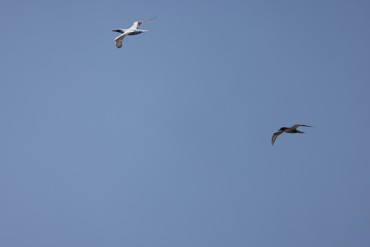 Nazca Booby - 涌泉 G