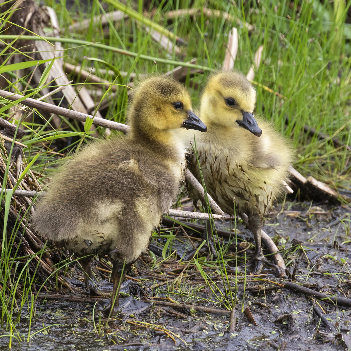 Canada Goose - Dan Vickers