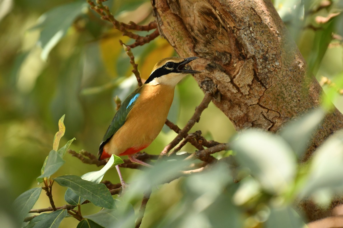 Indian Pitta - ML619617797