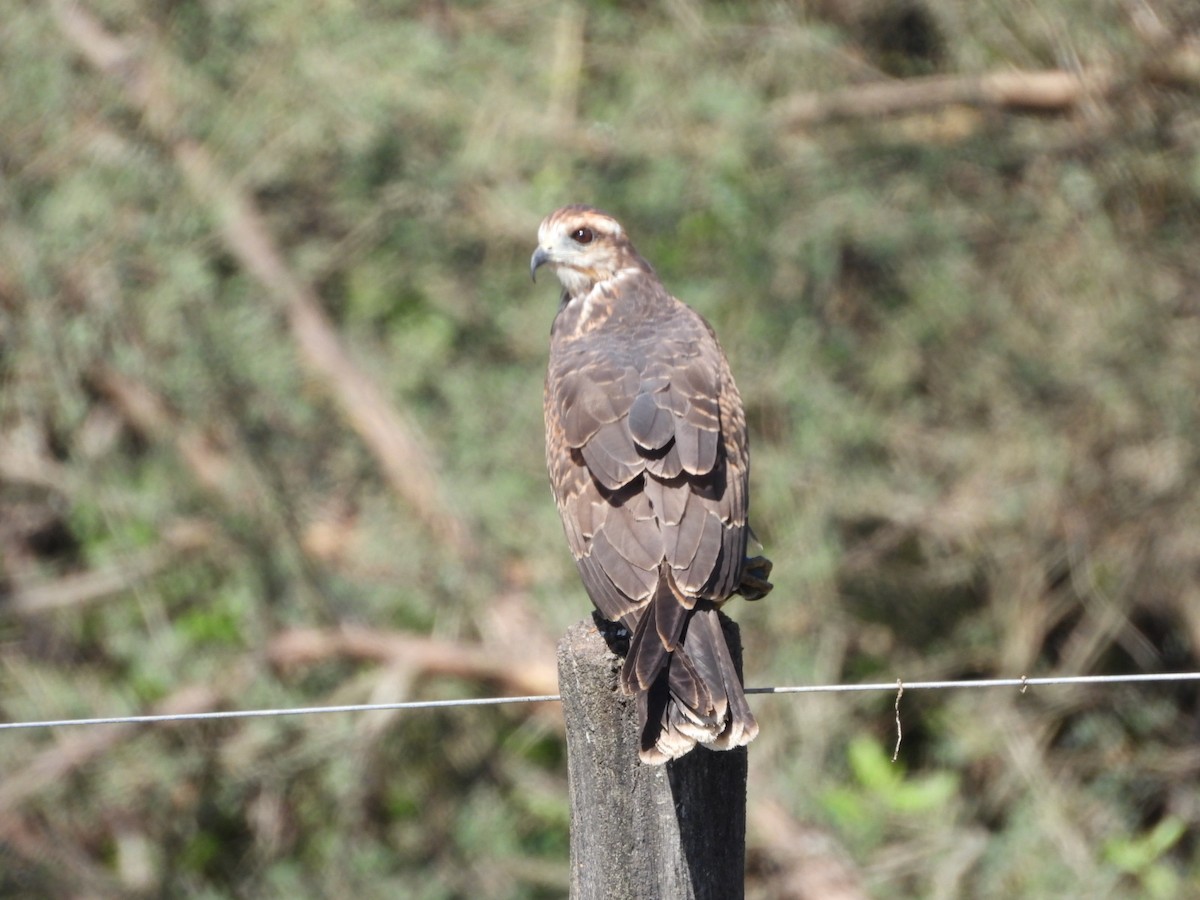 Snail Kite - Dante Ariel Culzoni