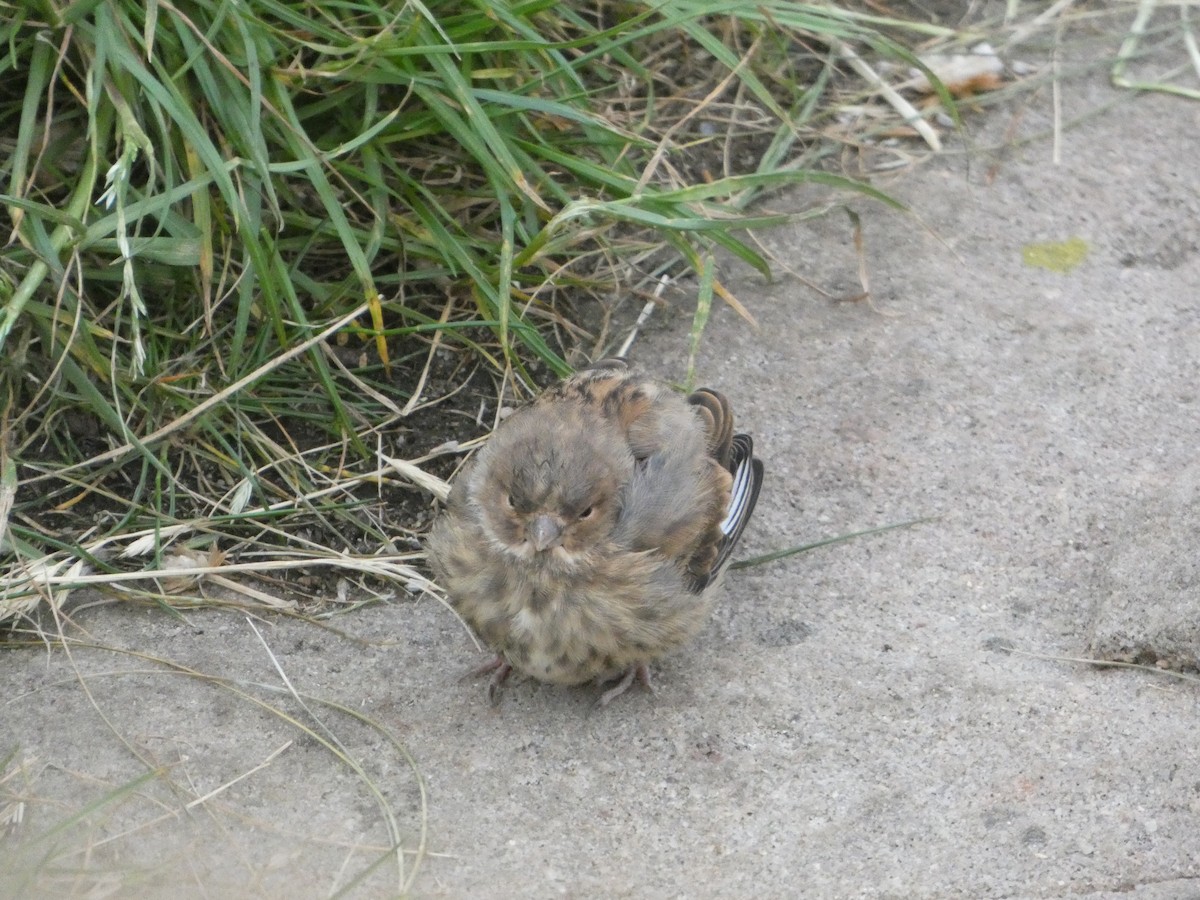 Eurasian Linnet - ML619617808