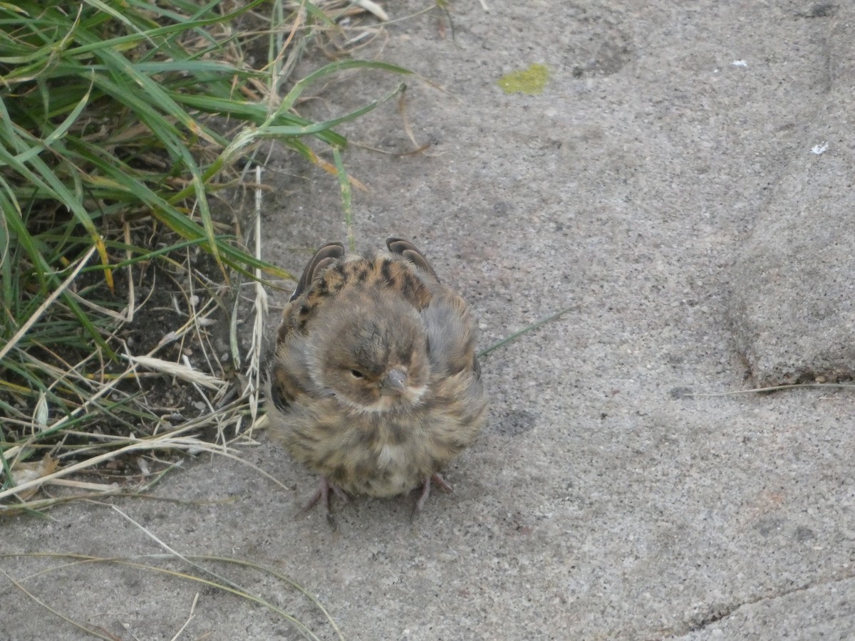 Eurasian Linnet - Josh Hedley