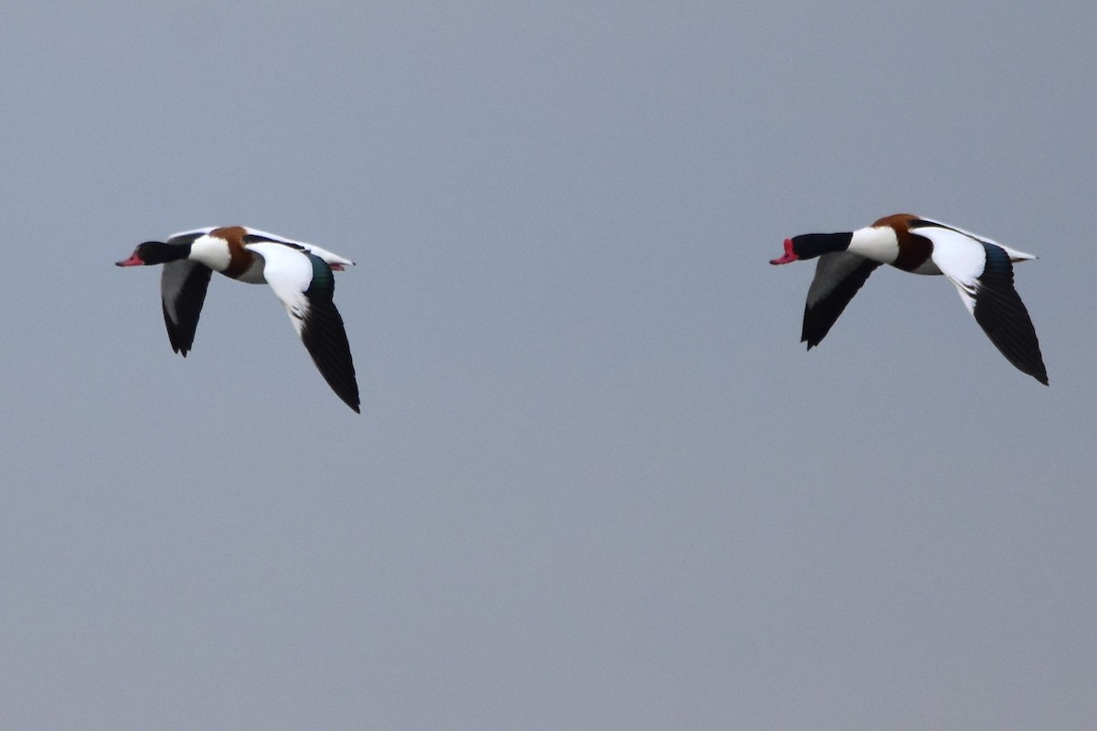 Common Shelduck - Michał Kica