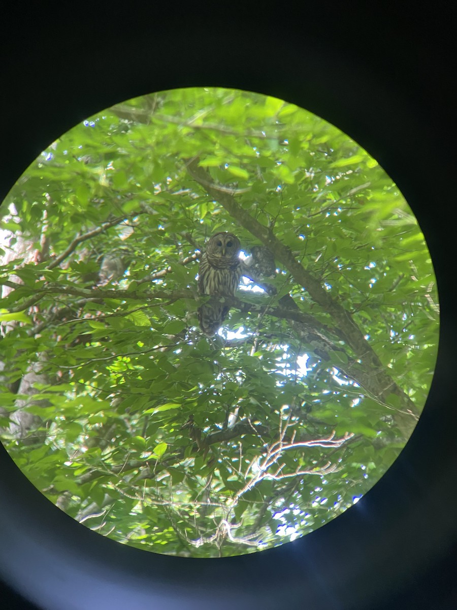 Barred Owl - Michael Lashley