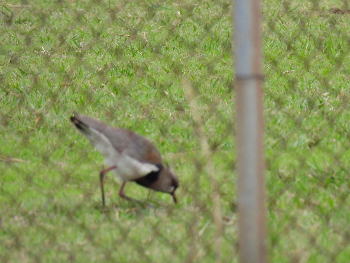 Southern Lapwing - Rosana Cangello