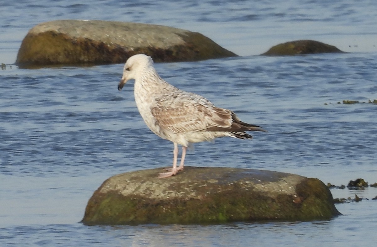 セグロカモメ（argentatus／argenteus） - ML619617816