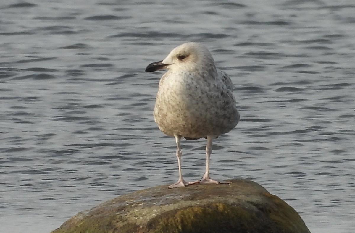 Goéland argenté (argentatus/argenteus) - ML619617817