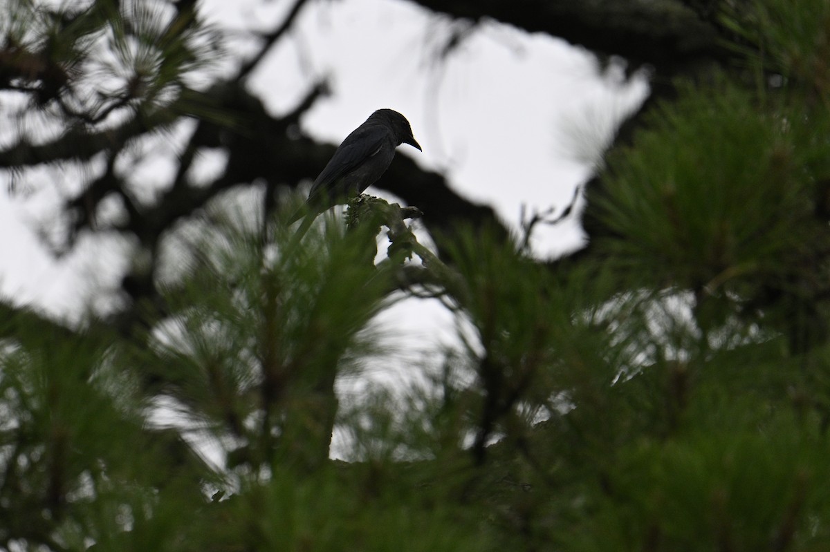 Black Drongo - ML619617820