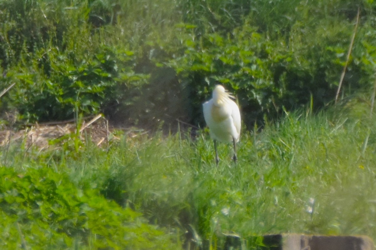 Eurasian Spoonbill - Michał Kica