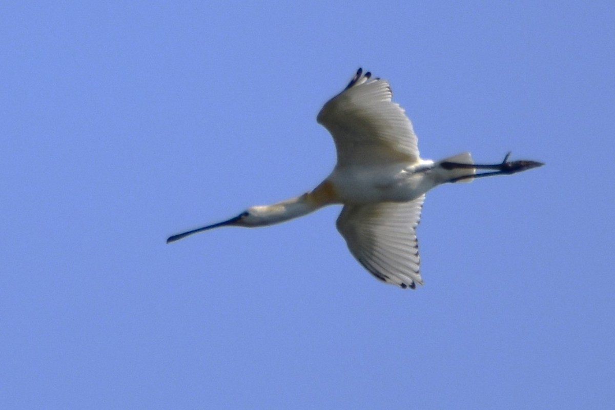 Eurasian Spoonbill - Michał Kica