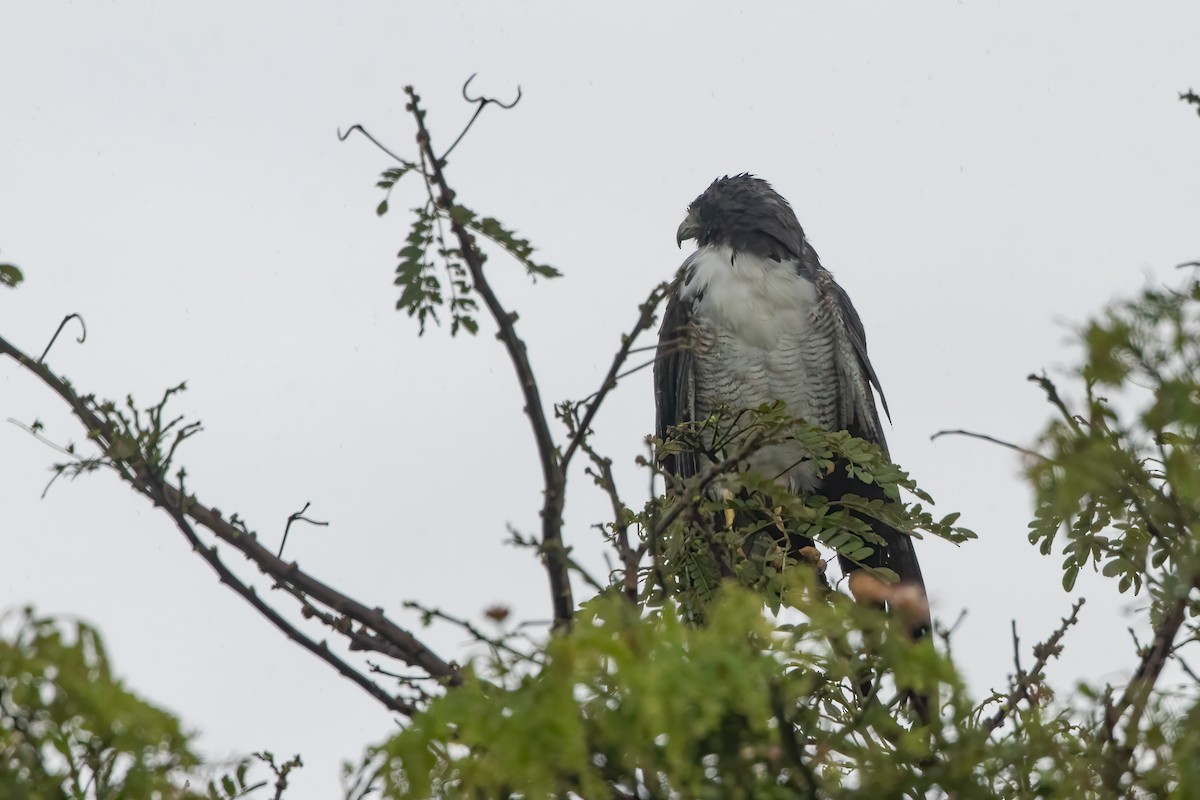 White-tailed Hawk - Jhonathan Miranda - Wandering Venezuela Birding Expeditions