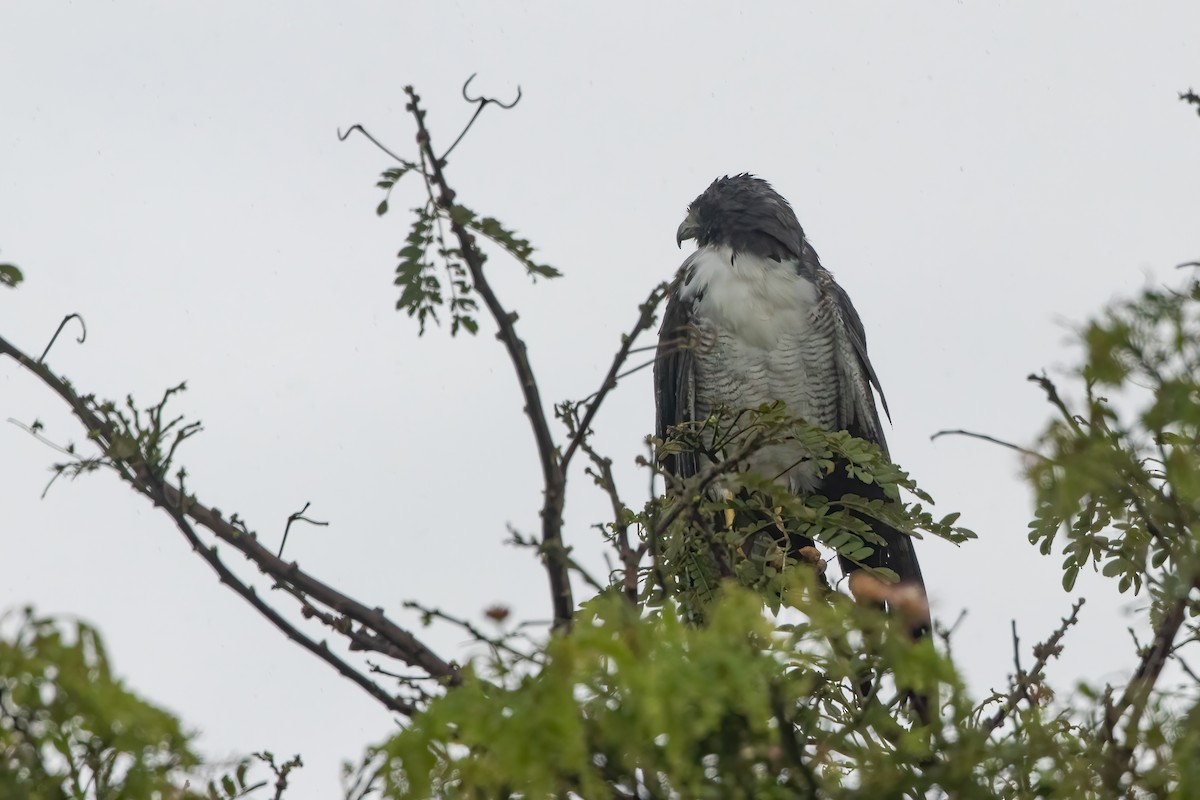 White-tailed Hawk - ML619617827