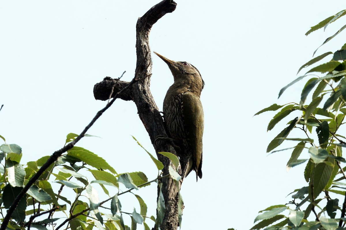 Scaly-bellied Woodpecker - Padmanav Kundu