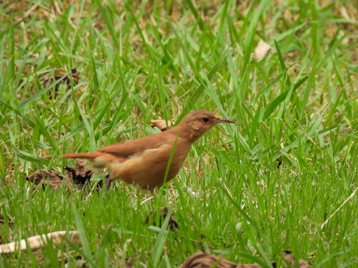 Rufous Hornero - Rosana Cangello