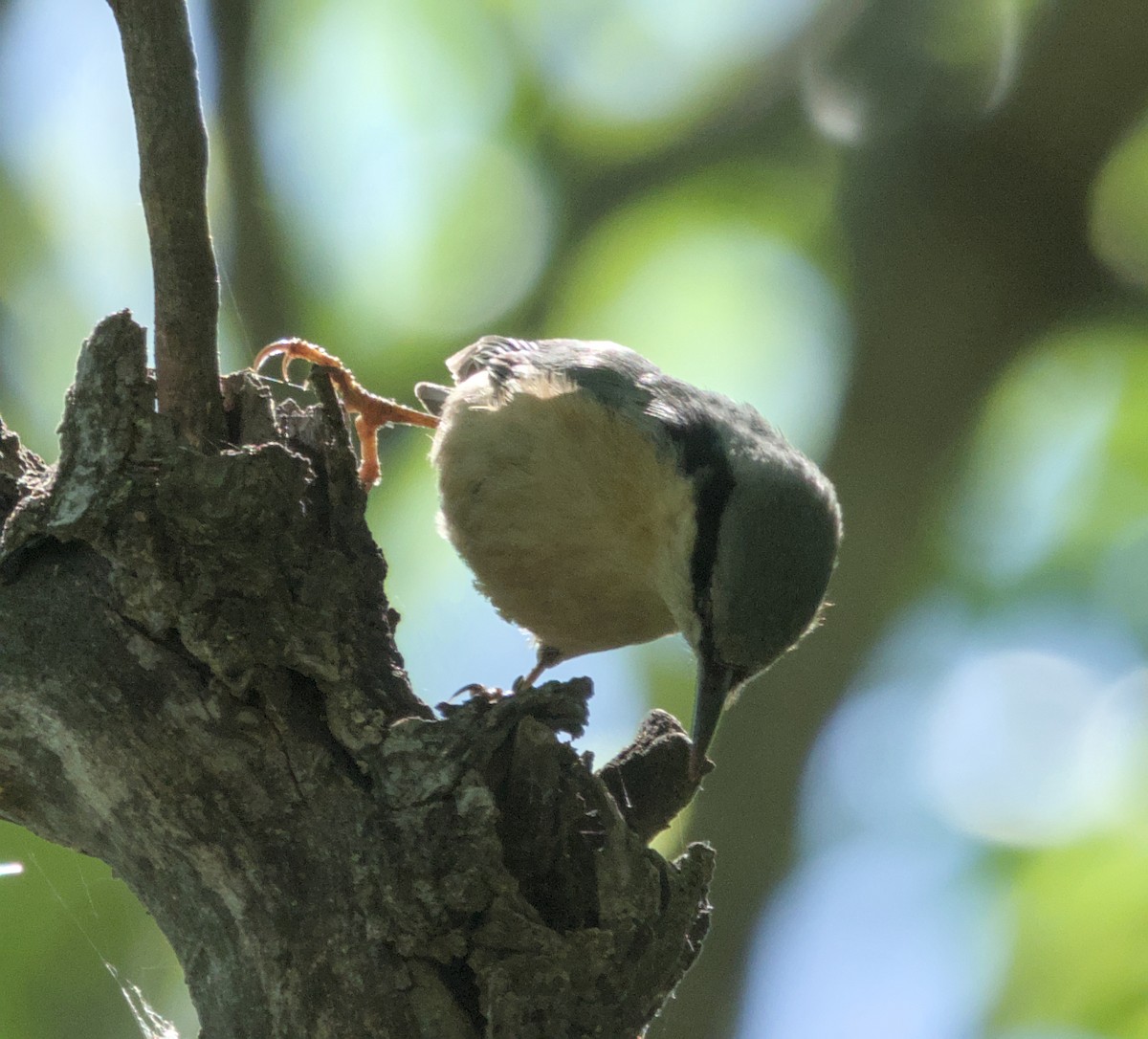 Eurasian Nuthatch - Mingpan Huang