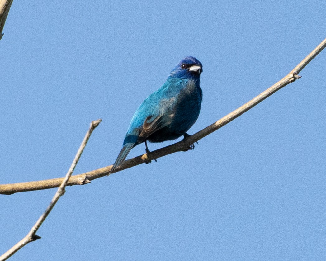 Passerin indigo - ML619617840