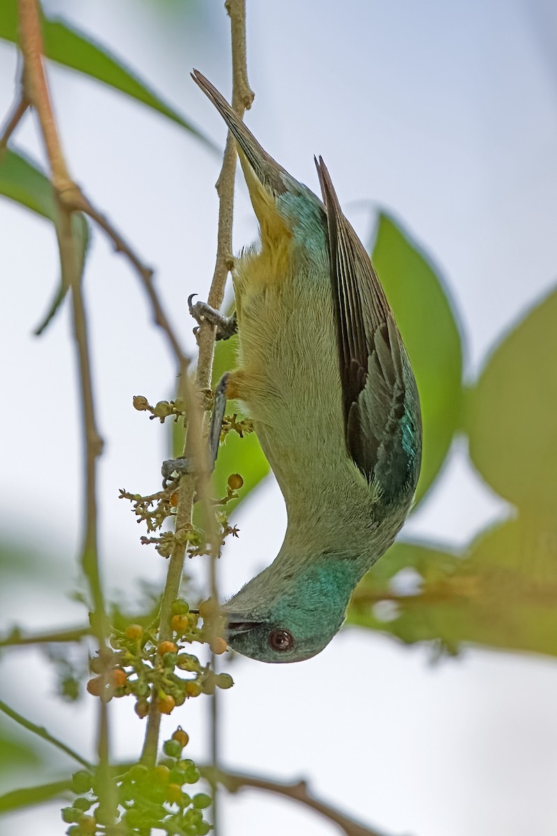 Scarlet-thighed Dacnis - Vic Hubbard