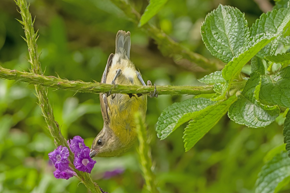 Bananaquit - Vic Hubbard