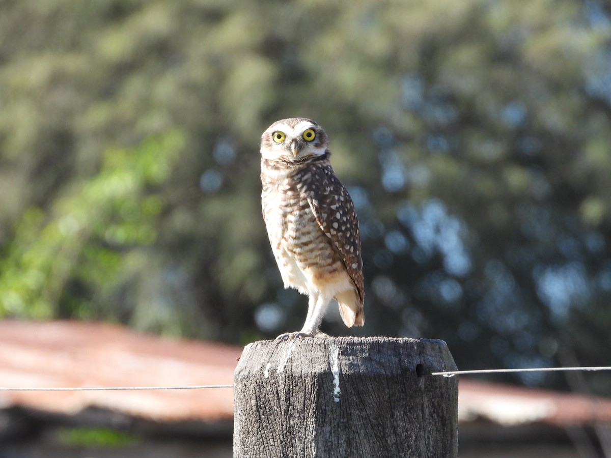 Burrowing Owl - Dante Ariel Culzoni