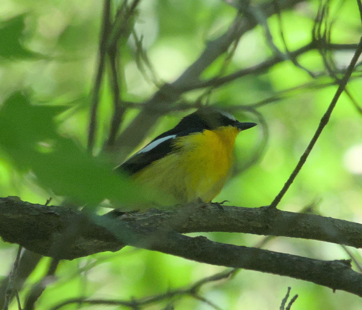 Yellow-rumped Flycatcher - Mingpan Huang