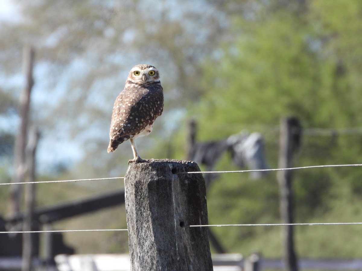 Burrowing Owl - ML619617865