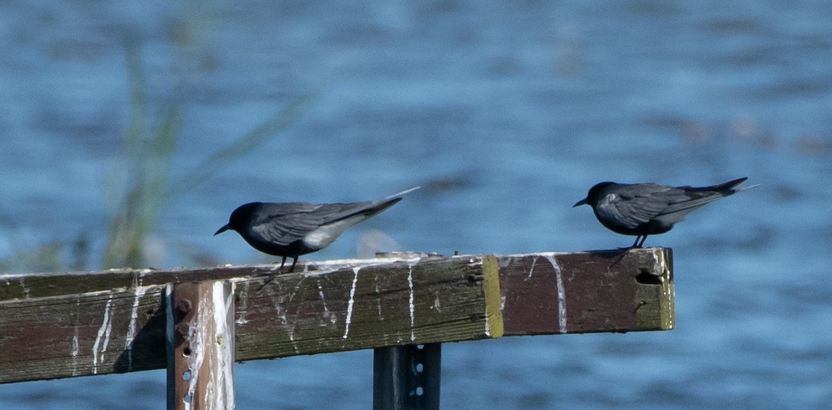 Black Tern - Mike Good