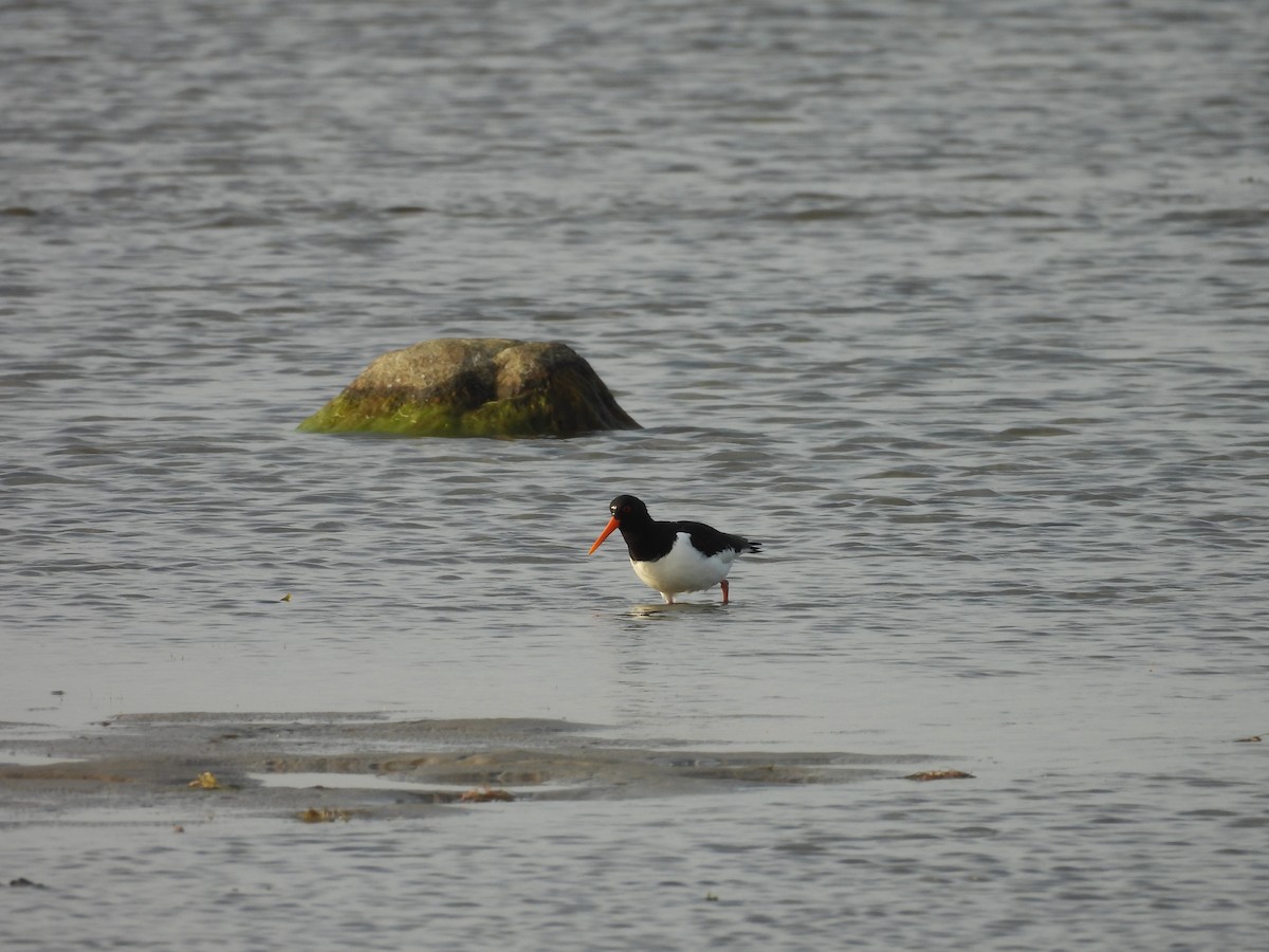 Eurasian Oystercatcher - Erica Kawata