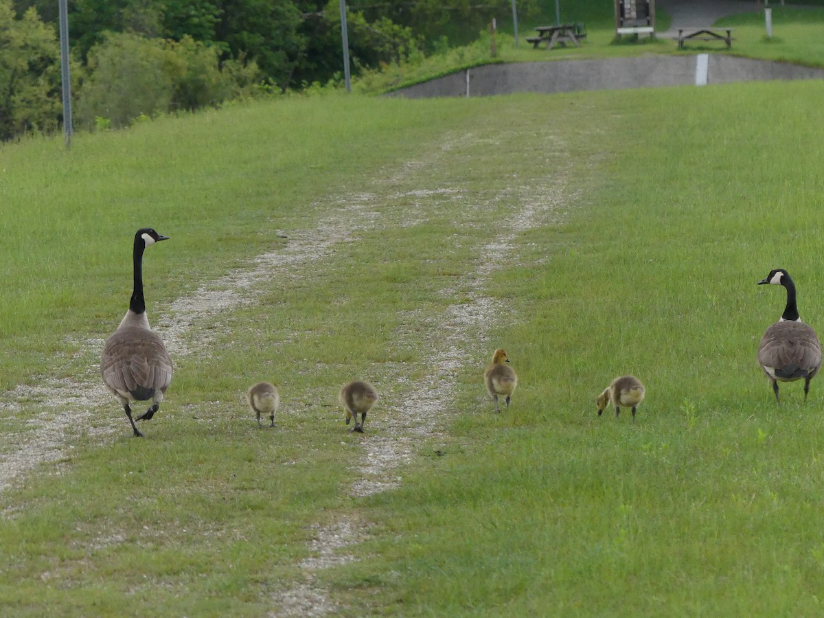 Canada Goose - Marie Grenon