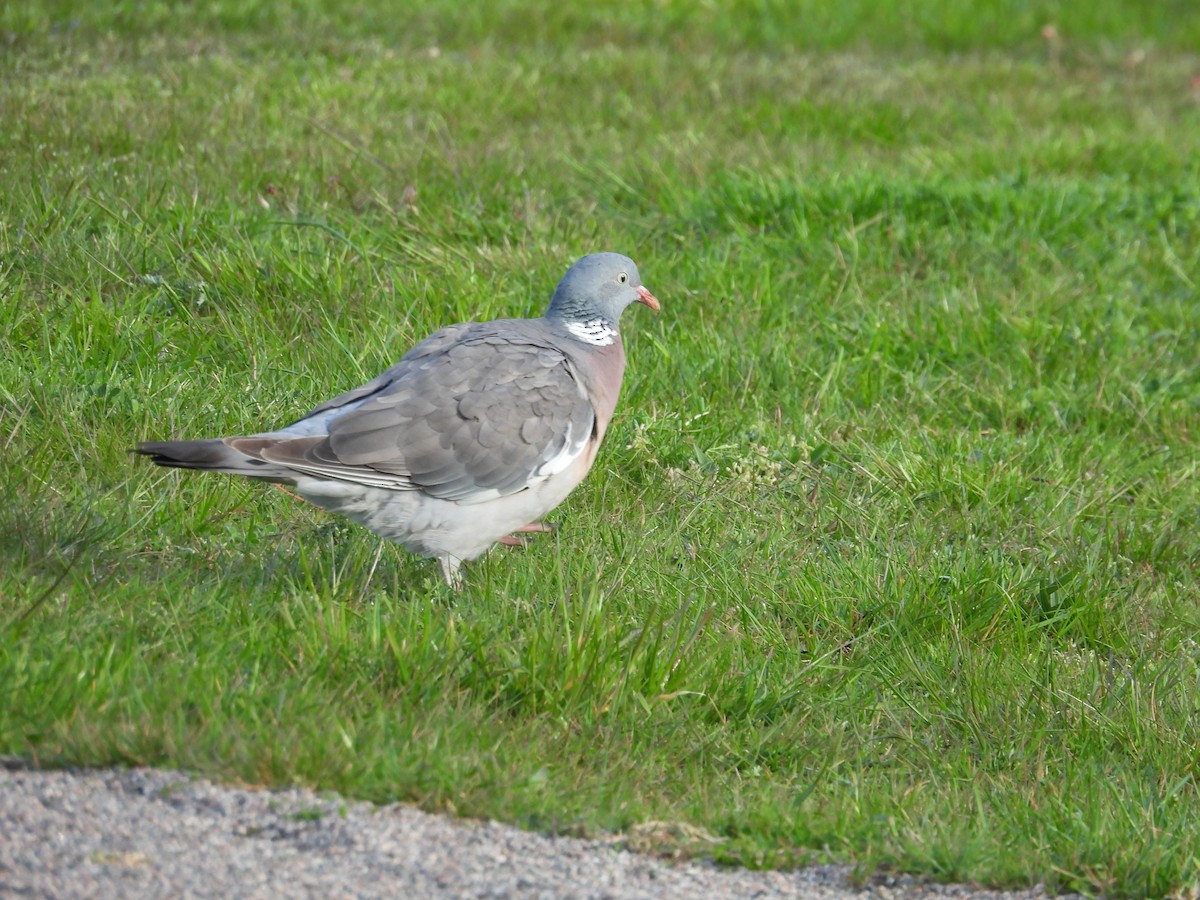 Common Wood-Pigeon - Erica Kawata